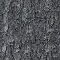 seamless tree bark wood 0003